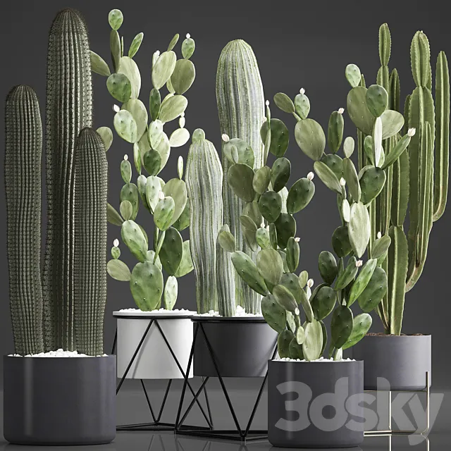 Plant Collection 376. Cactus set. Black pot flowerpot cactus Opuntia Carnegia spurge cireus Prickly pear indoor cacti interior desert plants 3ds Max