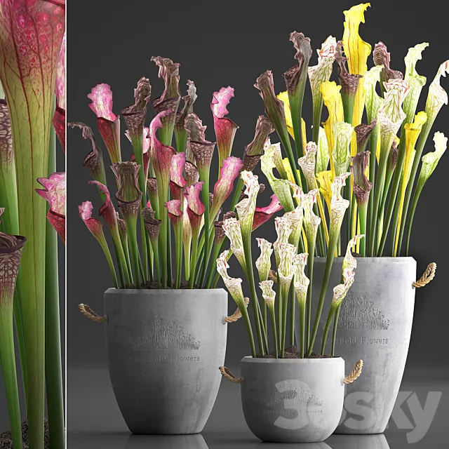 Plant Collection 377.Sarracenia concrete pot flowerpot exotic flowers indoor plants 3ds Max