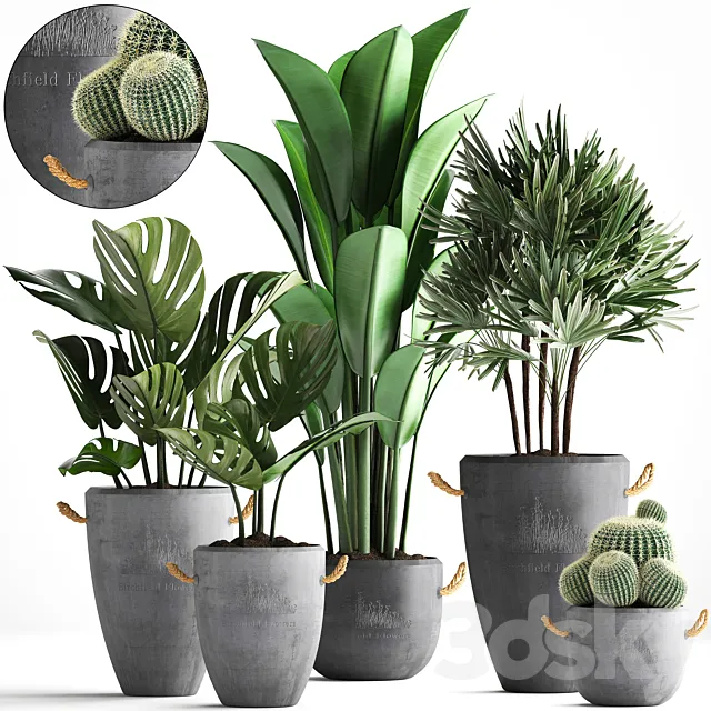 Plant Collection 378. Monstera. banana. rapis palm. cactus. pot. flowerpot. exotic plants. concrete. outdoor. exotic. Raphis palm. strelitzia 3DSMax File