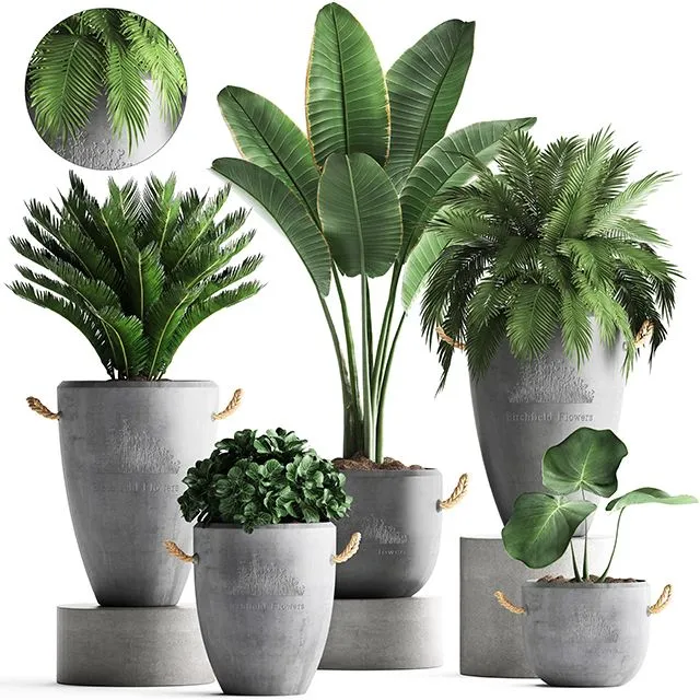 Plant Collection 381 3dsMax Model