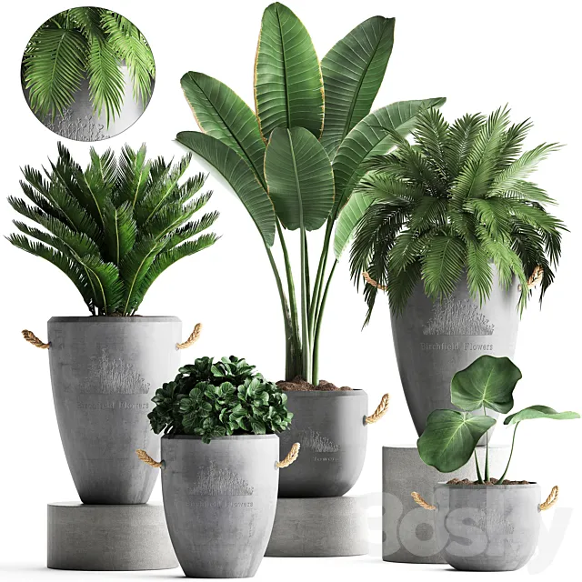 Plant Collection 381. Banana palm Cycas palm tree exotic plant outdoor concrete flowerpot strelitzia bushes 3DS Max Model