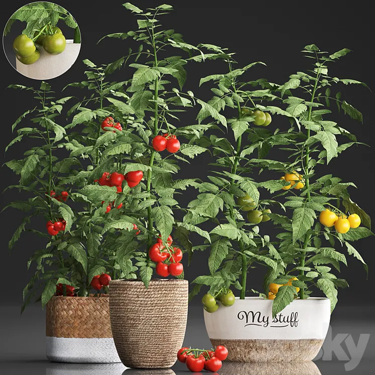 Plant Collection 385. Tomato. Kitchen garden kitchen garden vegetables tomatoes pots kitchen greens 3DS Max