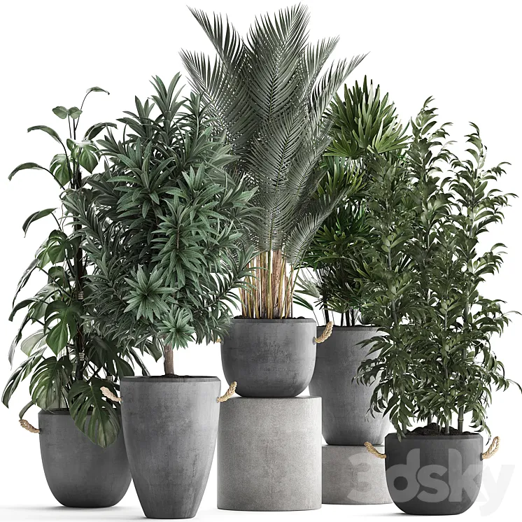 Plant Collection 413. palm bamboo rapis monstera concrete pot flowerpot indoor plants Raphis Palm 3DS Max