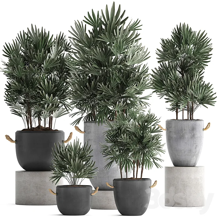 Plant Collection 414. Concrete pot black flowerpot loft indoor plants outdoor bushes Raphis Palm 3DS Max