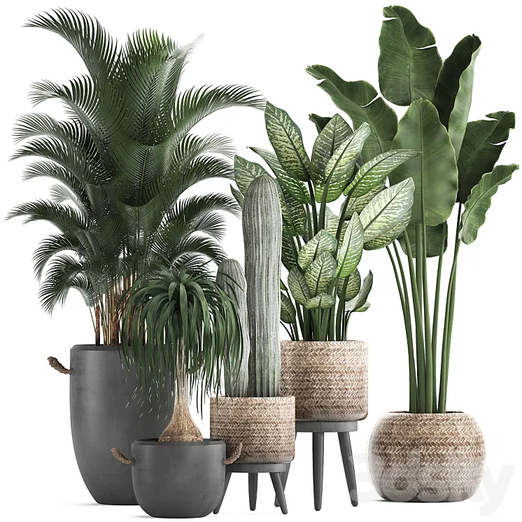 Plant Collection 417. Banana palm hovea loft cactus dracaena Dieffenbachia basket black flowerpot indoor plants 3DS Max
