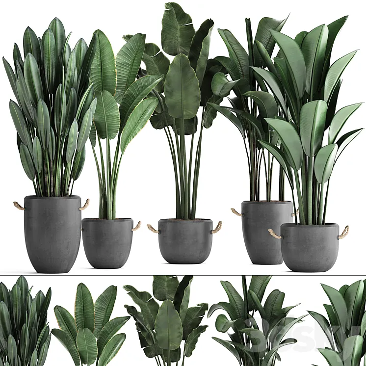 Plant Collection 419.  Strelitzia Banana Ravenal Concrete Pot Flowerpot Indoor Plants Banana Loft Strelitzia Office Plants 3DS Max