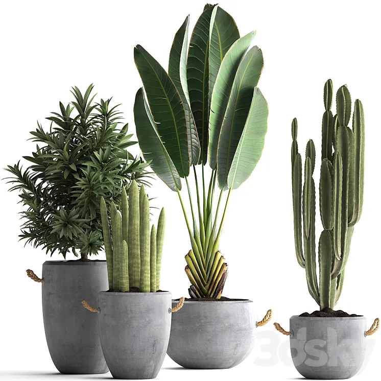Plant Collection 434. Ravenala concrete flowerpot Cereus cactus oleander indoor plants 3DS Max