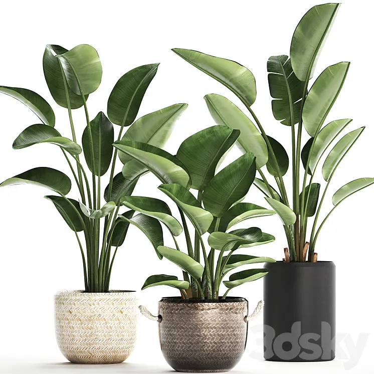 Plant Collection 445. banana palm basket rattan bush strelitzia strelitzia interior office plants 3DS Max