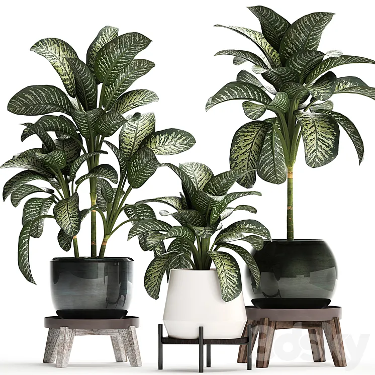 Plant Collection 452. Dieffenbachia pot flowerpot round stand indoor plants luxury pot office plants 3DS Max
