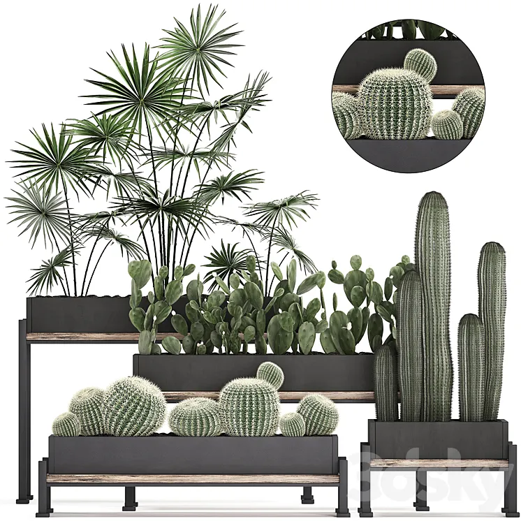 Plant Collection 462. fan palm cactus prickly pear carnegia Barrel cactus round cactus indoor plants black flowerpot loft Prickly pear 3DS Max