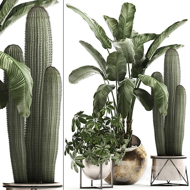 Plant Collection 468. Cactus and banana bush round flowerpot indoor plants Schefflera deluxe pot bushes thickets 3ds Max