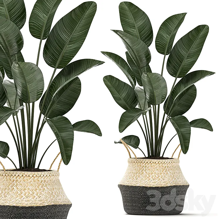 Plant Collection 483. Basket rattan indoor plants eco design natural decor Scandinavian style natural materials bush 3DS Max