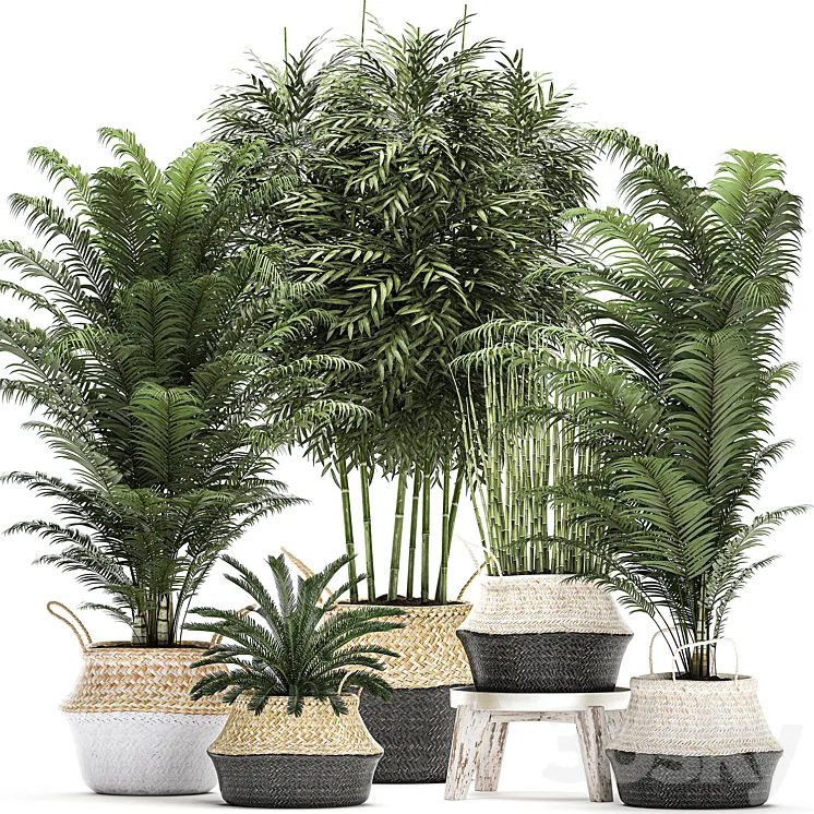 Plant Collection 489. Basket rattan thickets palm tree bamboo cycas indoor plants white horsetail bushes outdoor plants flower stand pot flowerpot interior exotic 3DS Max