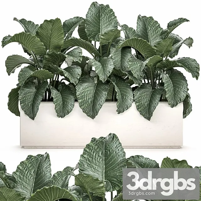 Plant Collection 507 Bushes Thickets Alocasia White Pot Flowerpot Indoor Plants 3dsmax Download