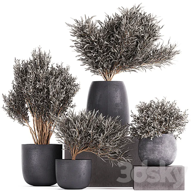 Plant collection 812. olive. outdoor flowerpot. bushes. black pot. tree. bushes. concrete 3DSMax File