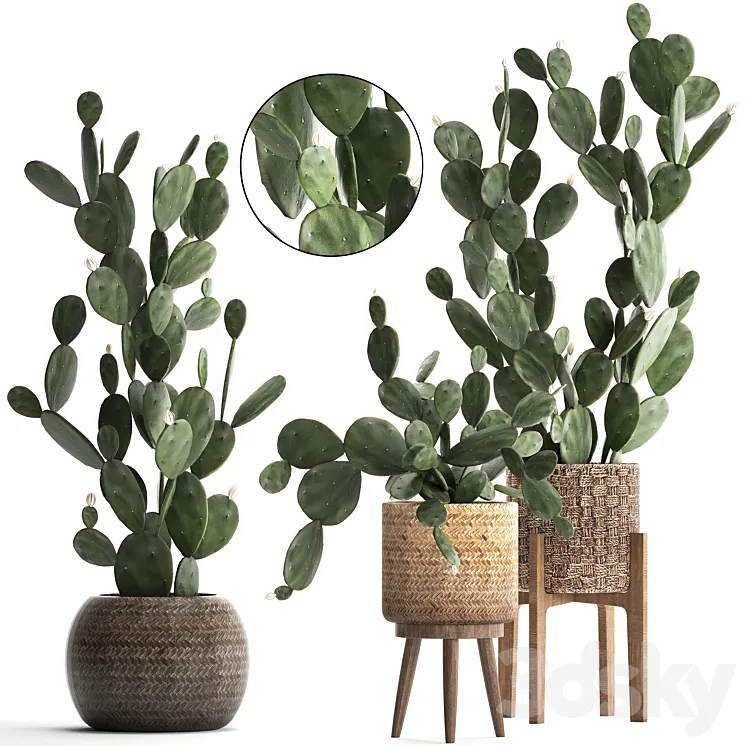 Plant Collection cactus 397. Basket rattan prickly pear Prickly pear indoor cacti eco design natural materials 3DS Max