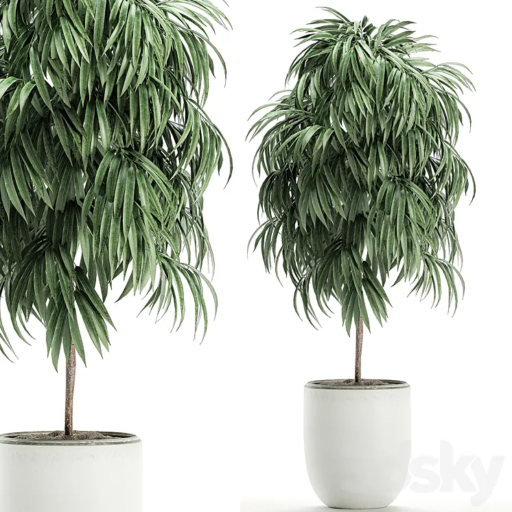 Plant Collection Ficus Alii 501. Decorative tree white pot flowerpot interior indoor Scandinavian style small tree 3DS Max