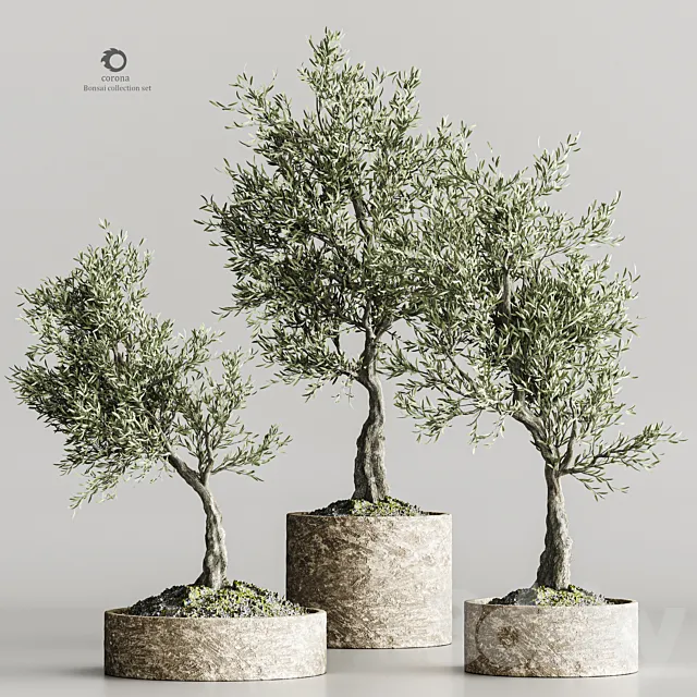 plant collection olive 02 3DS Max Model