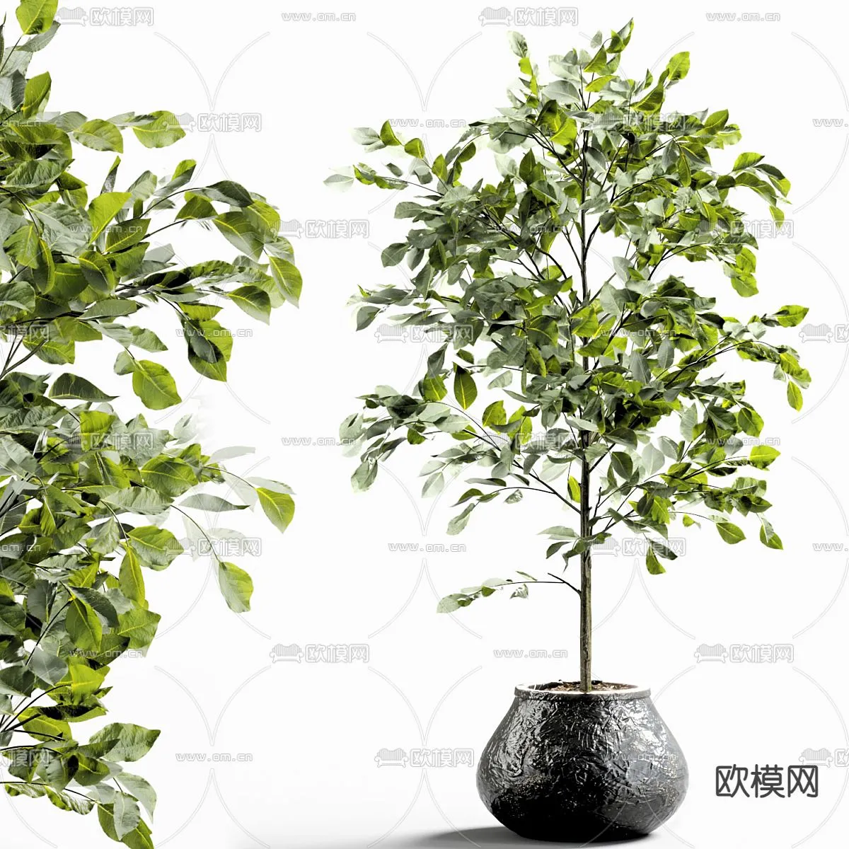 Plant – CORONA – 3D MODEL – 405