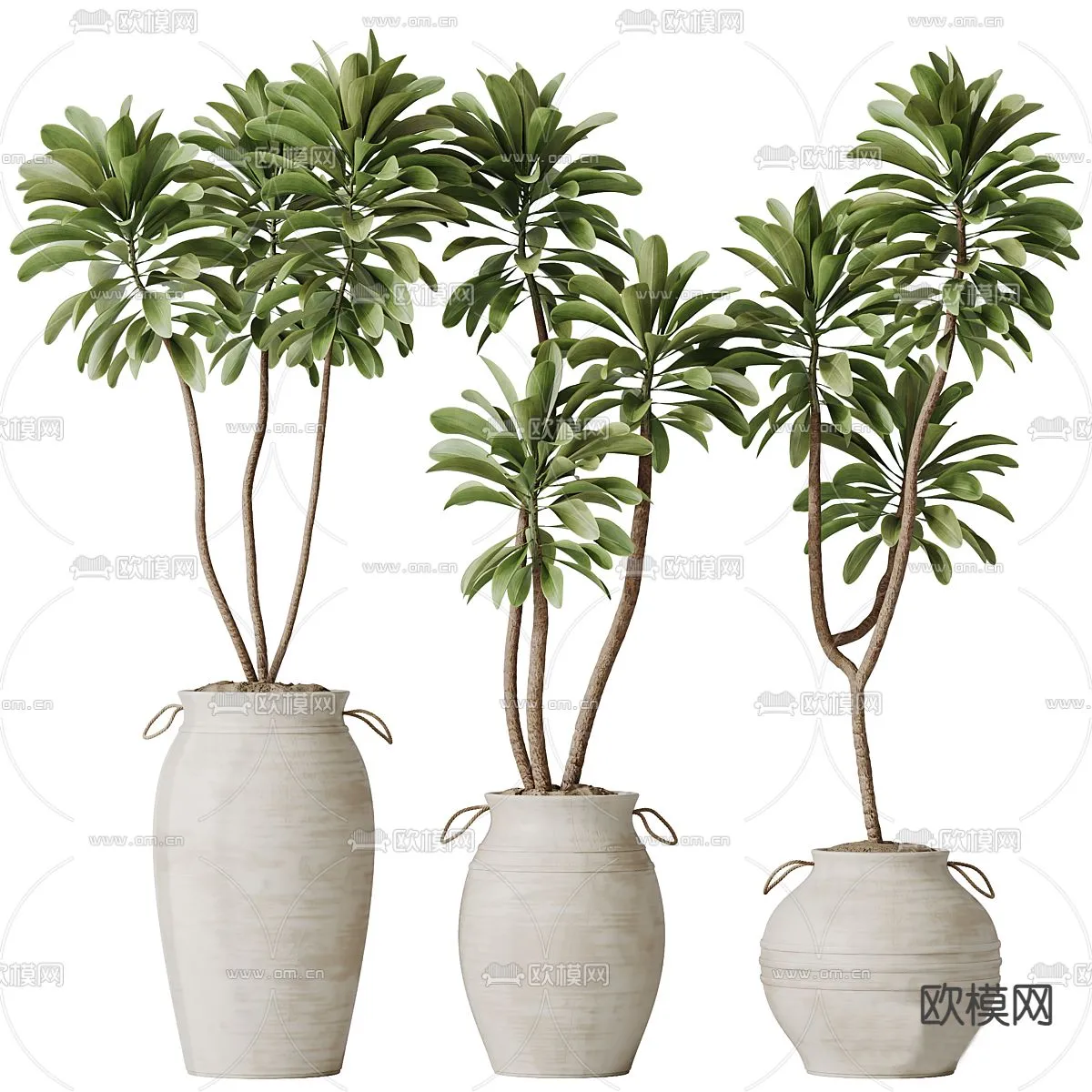 Plant – CORONA – 3D MODEL – 432
