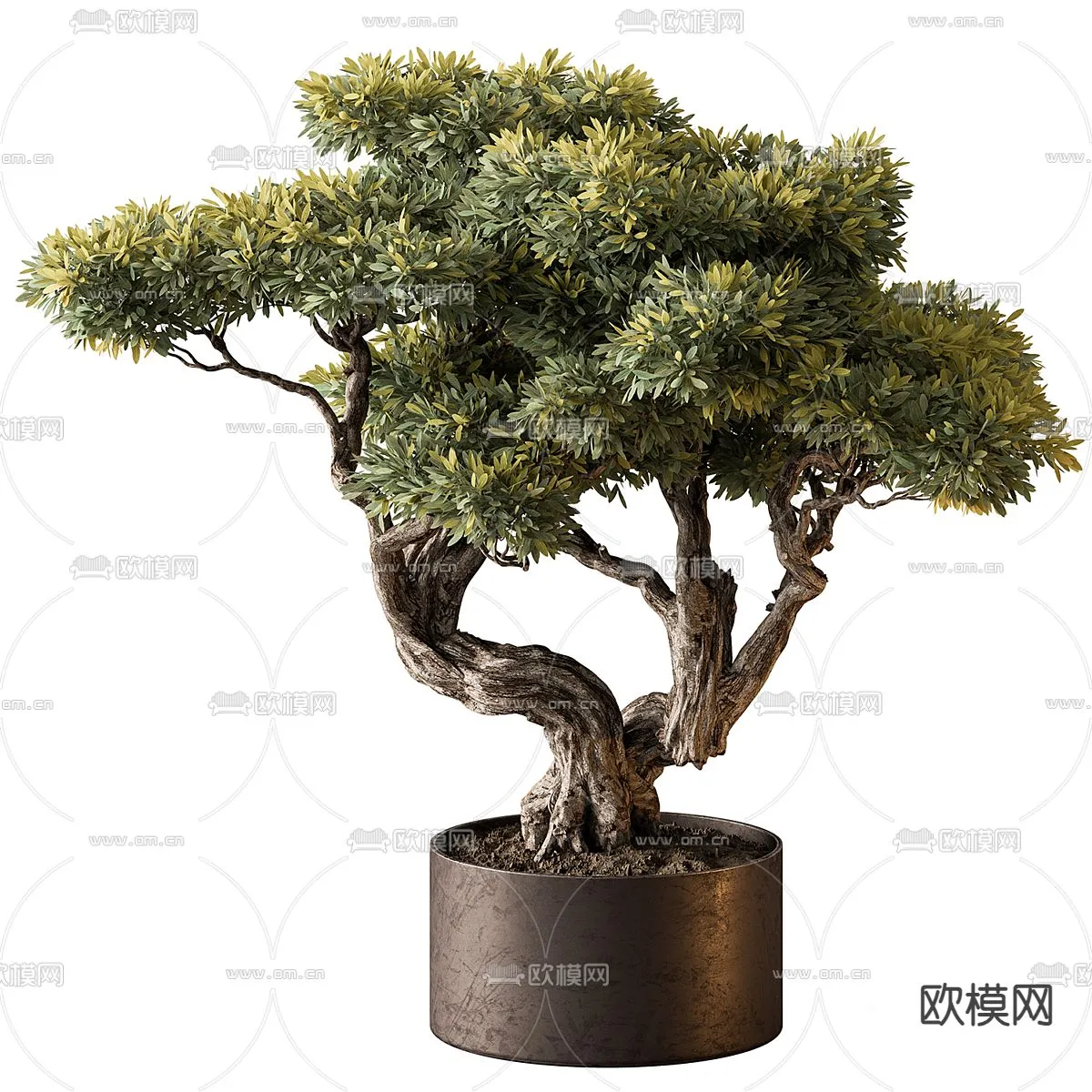 Plant – CORONA – 3D MODEL – 438