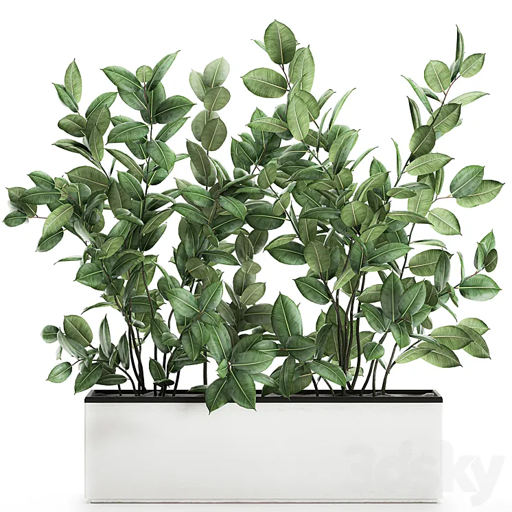 Plant Ficus elastica 675. Thickets ornamental tree white pot flowerpot Scandinavian style bushes 3DS Max
