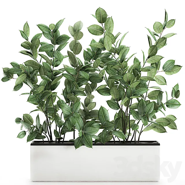 Plant Ficus elastica 675. Thickets. ornamental tree. white pot. flowerpot. Scandinavian style. bushes 3DSMax File