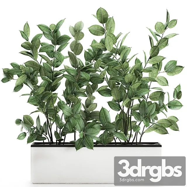 Plant ficus elastica 675. thickets, ornamental tree, white pot, flowerpot, scandinavian style, bushes