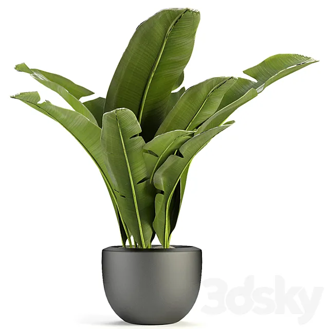 Plant in Pot Flowerpot Exotic Plant 3ds Max