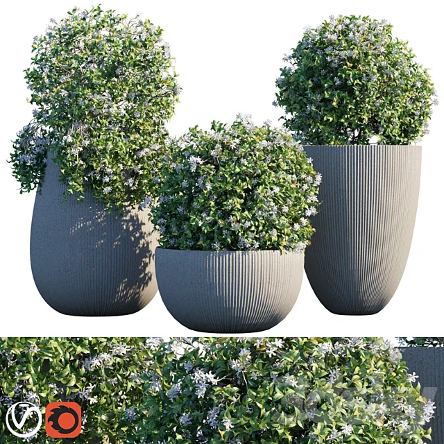 Plant in pots # 14: Star Jasmine 3DS Max Model