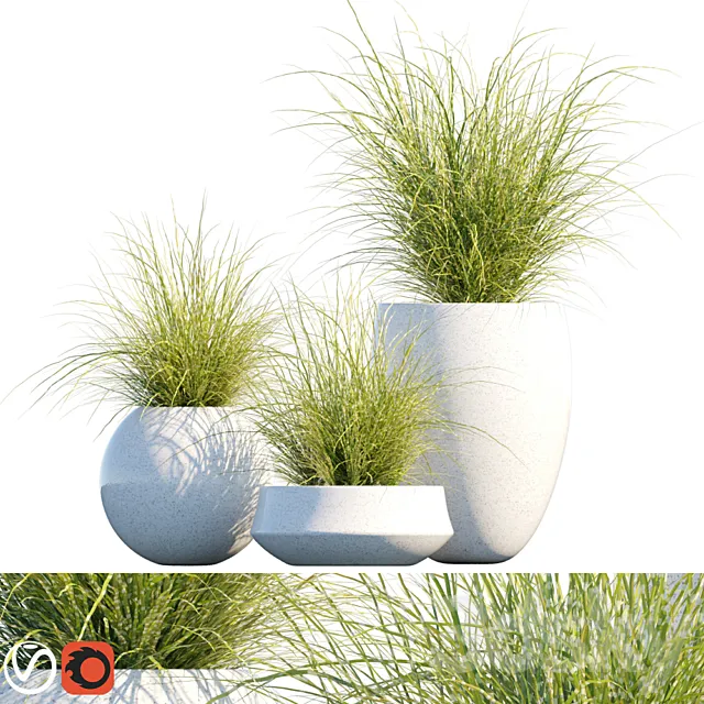 Plant in pots # 16: Miscanthus mood 3ds Max