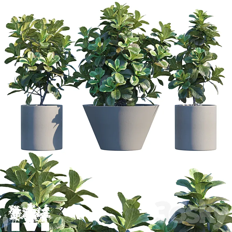 Plant in pots # 19: Ficus Lyrata | 3m 3DS Max