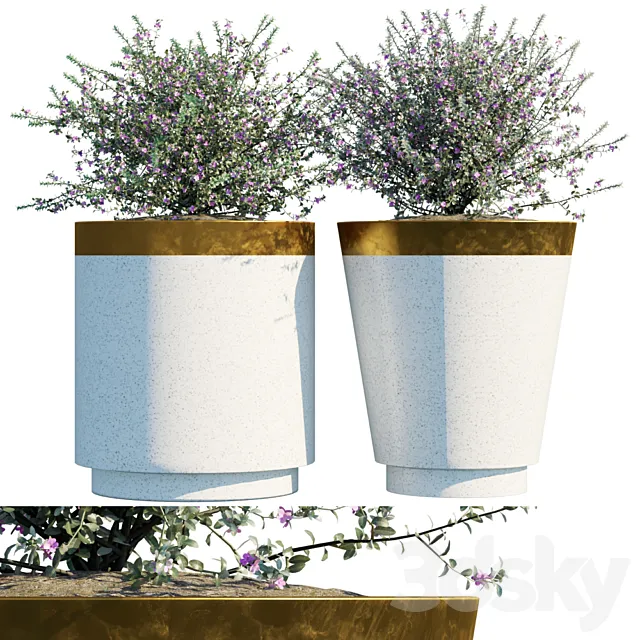 Plant in pots # 20: Leucophyllum frutescens 3DS Max Model