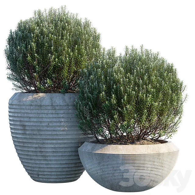 Plant in pots # 3 3ds Max