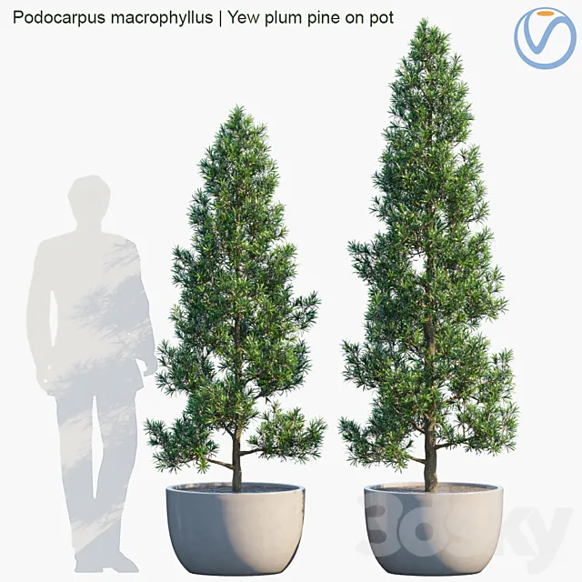 Plant in pots # 32: Yew plum pine 3ds Max