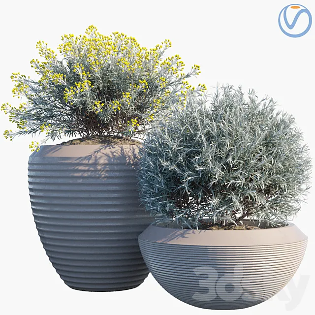 Plant in pots # 35: Curry 3ds Max