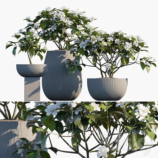 Plant in pots # 48: Gardenia jasminoides 3DS Max Model