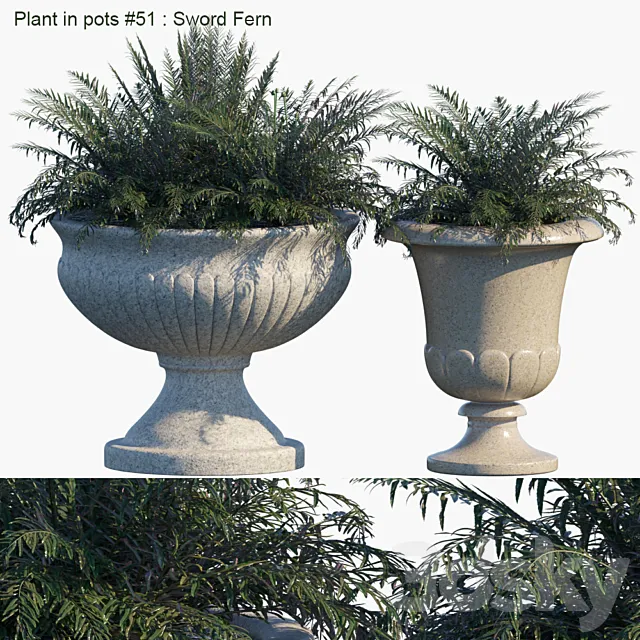 Plant in pots # 51: Sword Fern 3ds Max