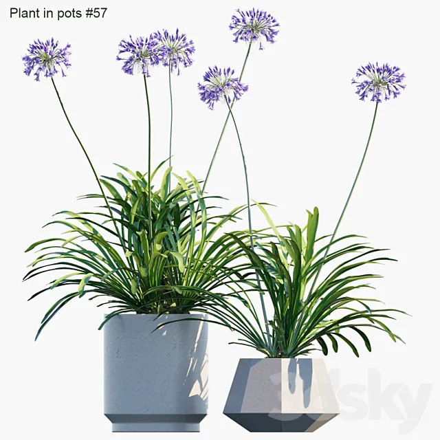 Plant in pots # 57: Agapanthus 3DSMax File