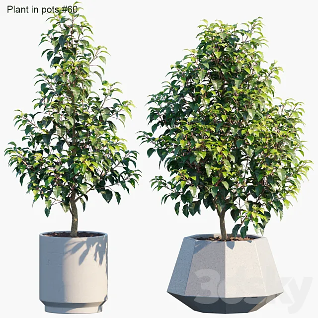 Plant in pots # 60: House plants 3DSMax File