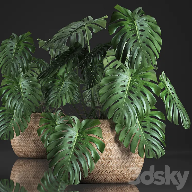 Plant Monstera in the basket 343. Monstera. Indoor monstera basket rattan pot eco design natural decor bush interior exotic flower 3DS Max