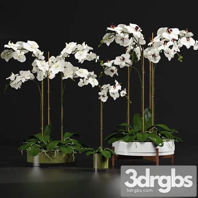 Plant Orchid 9 3dsmax Download