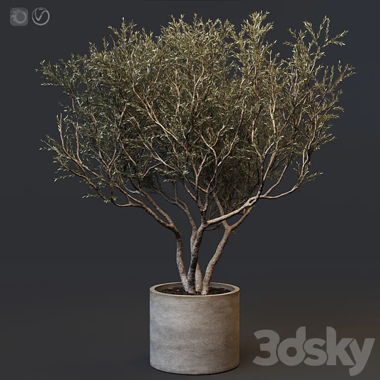Plant set 02 – European olive 3DS Max
