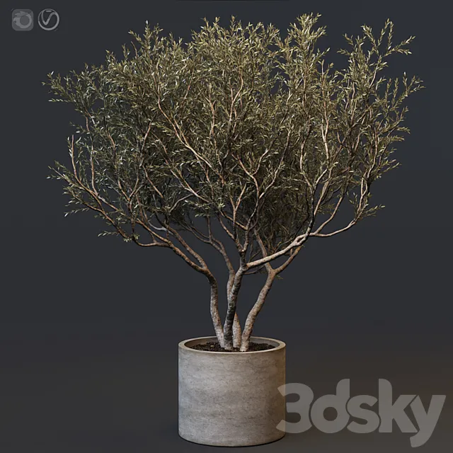 Plant set 02 – European olive 3DSMax File