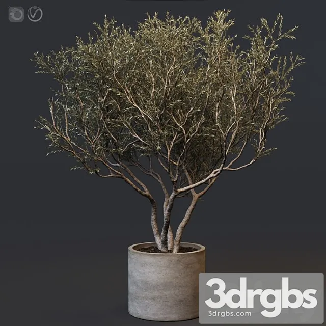 Plant set 02 – european olive