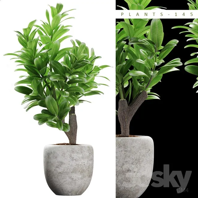 PLANTS 145 3dsMax Model