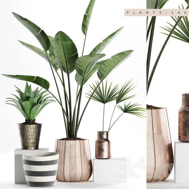 PLANTS 160 3dsMax Model