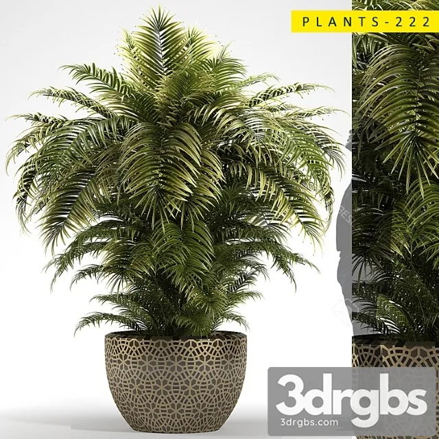 Plants 222