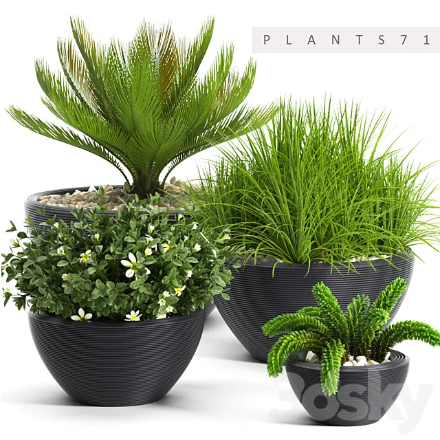 PLANTS 71 3DSMax File