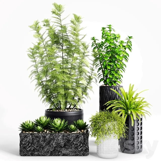 Plants and Planters _ 5 3DSMax File